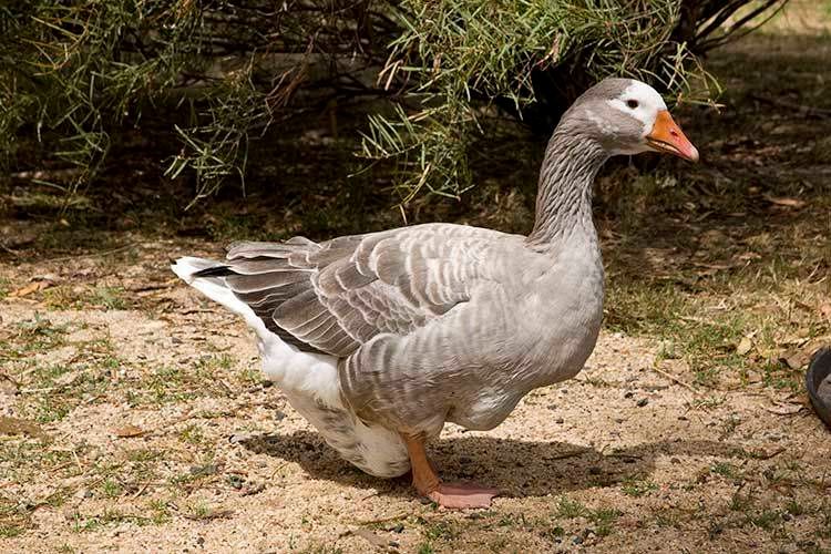 1australiangoose2002.jpg