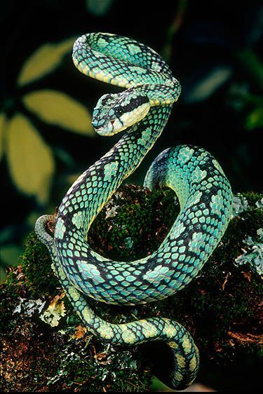 Sri Lankan Palm Viper