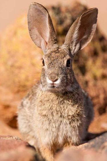 1arizona_cottontail1.jpg