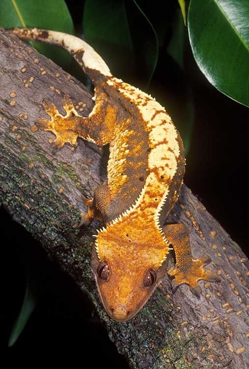 1crestedgecko2.jpg