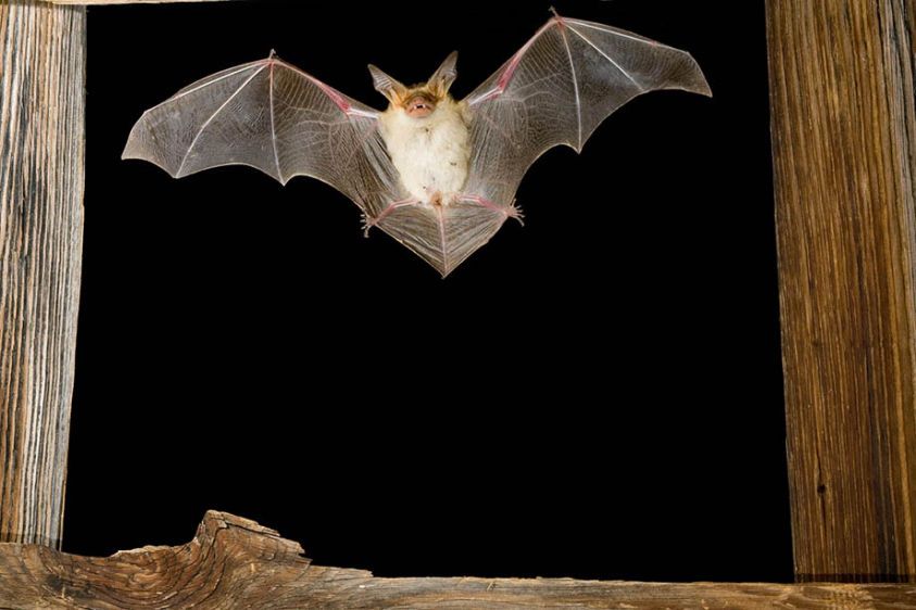 Pallid Bat in Flight