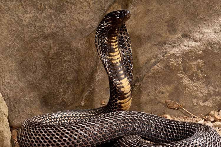 1blackpakistancobra3.jpg