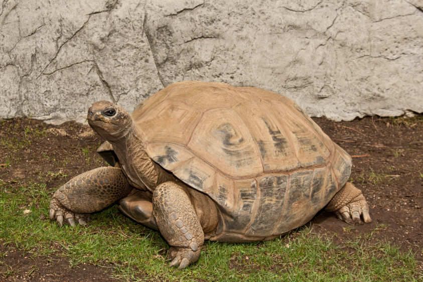 Aldabra Tortoise
