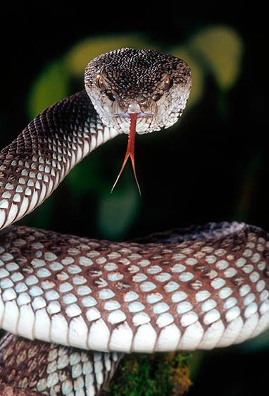 Mangrove Pit Viper