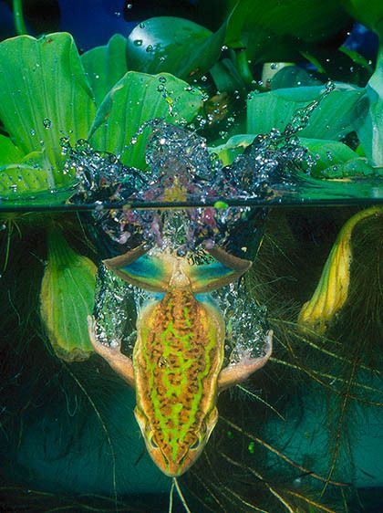 Golden Bell Frog Diving