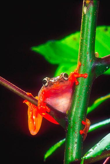 Starry Night Reed Frog
