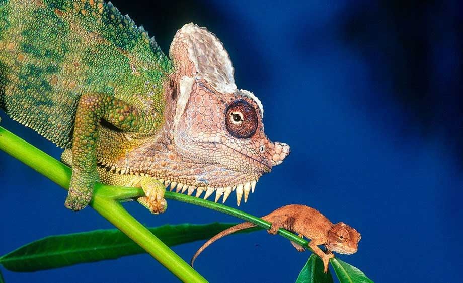 High Casque Chameleon