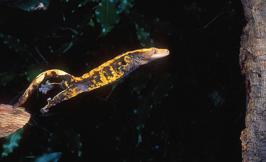 Crested Gecko