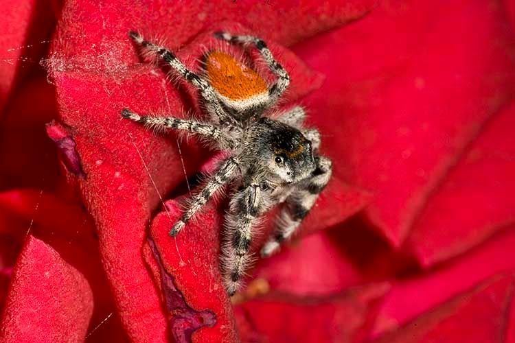 1jumpingspider.jpg