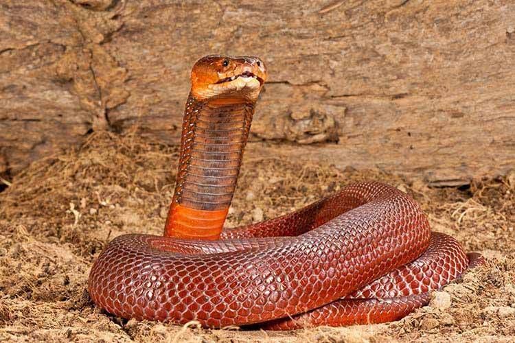 424_1redspittingcobra.jpg