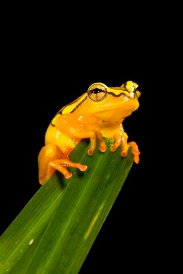 1argusreedfrog1.jpg
