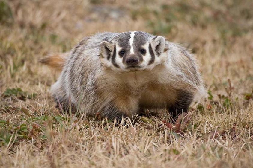 Badger