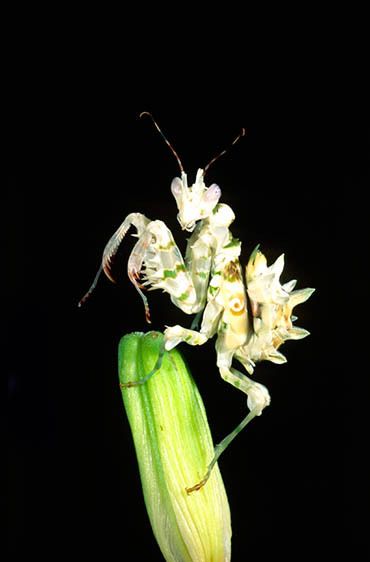 1Insect20100828_0001.jpg