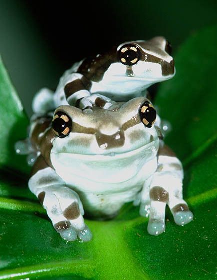 Amazon Cave Frog