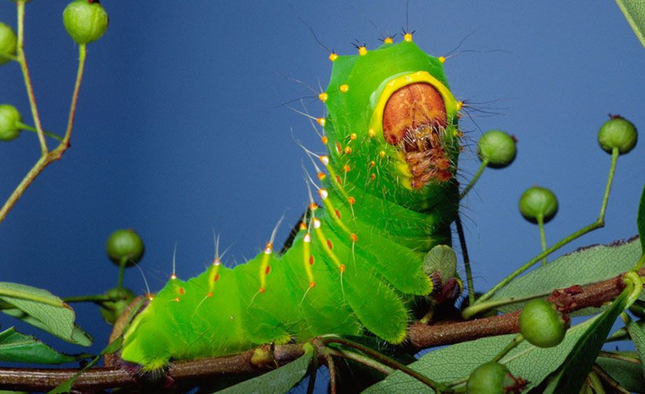 Polyphemus Moth Caterpillar