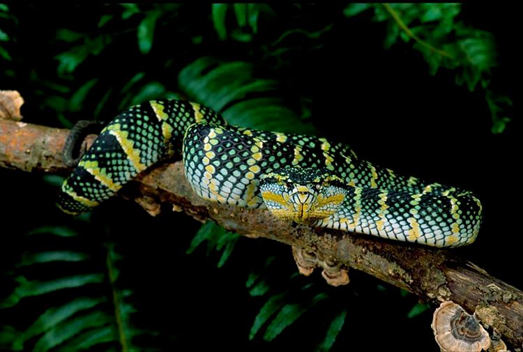 Wagler's Viper Striking