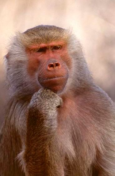 1femalebaboon1.jpg