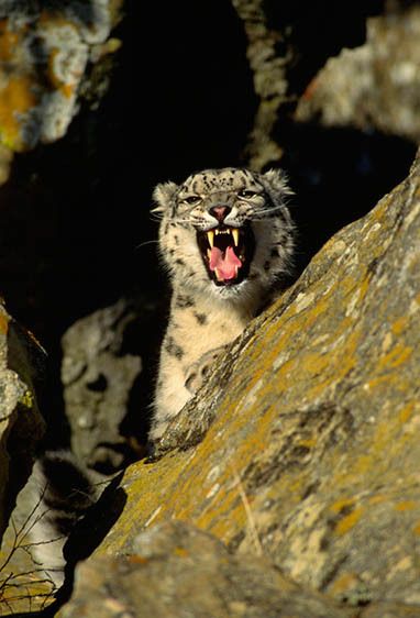 Snow Leopard