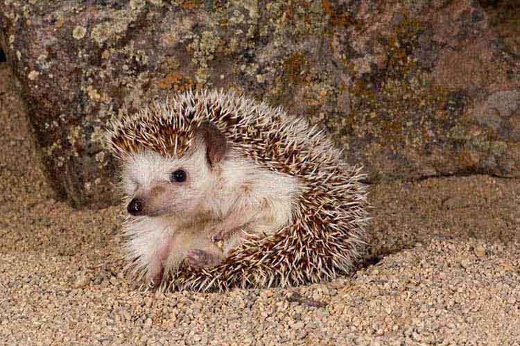Pygmy Hedgehog