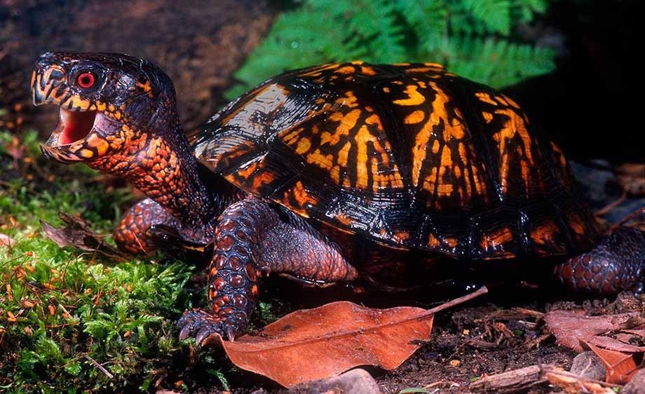 Eastern Box Turtle