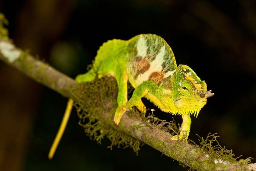 1four_horned_chameleon.jpg