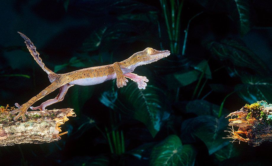 Giant Leaf-tail  Gecko