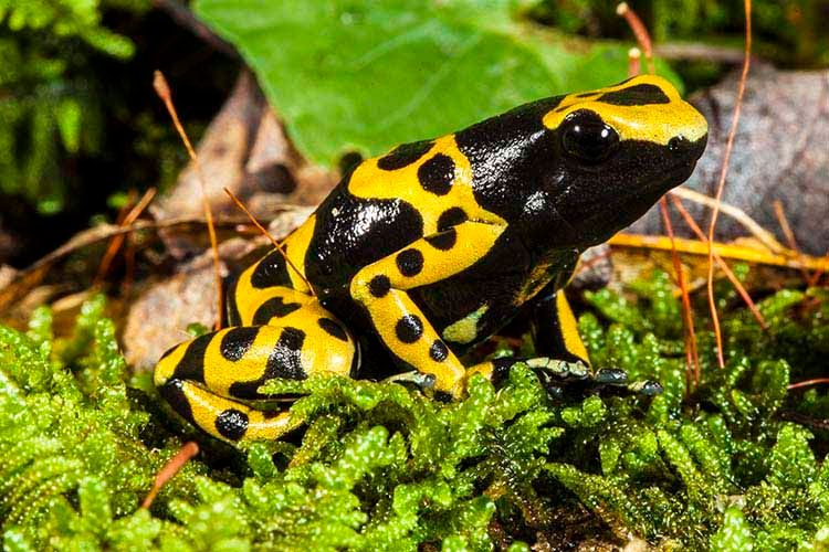 1bumblebeearrowfrog.jpg