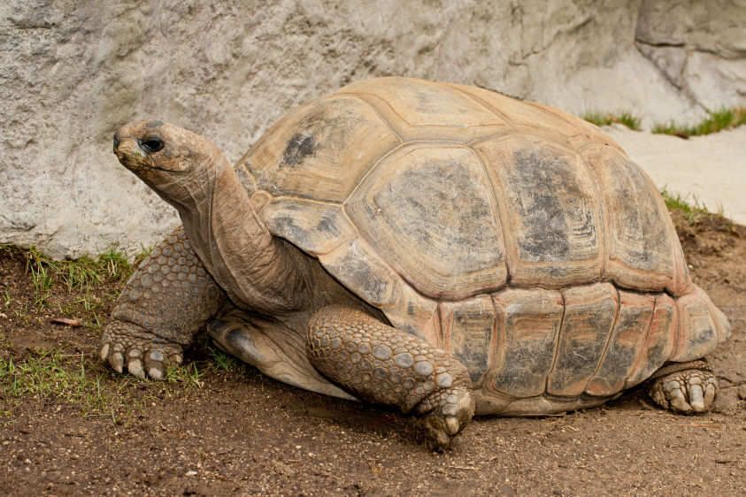 Aldabra Tortoise