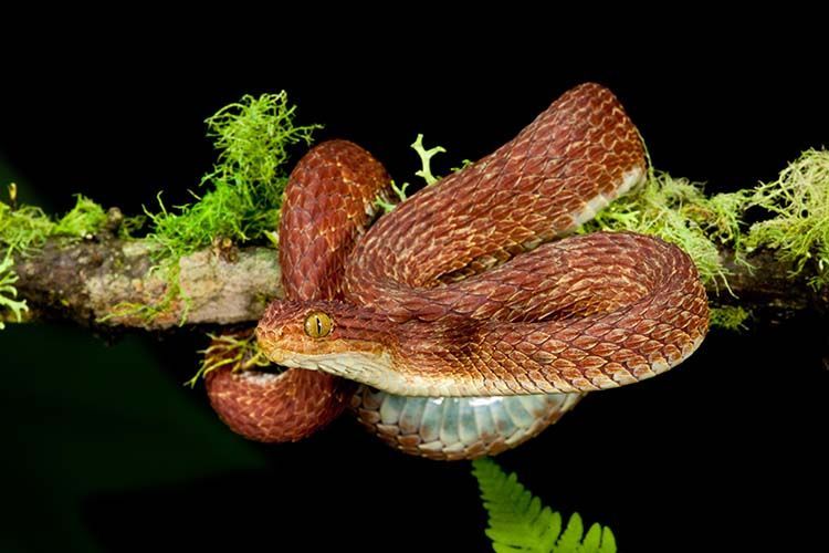 Bush Viper
