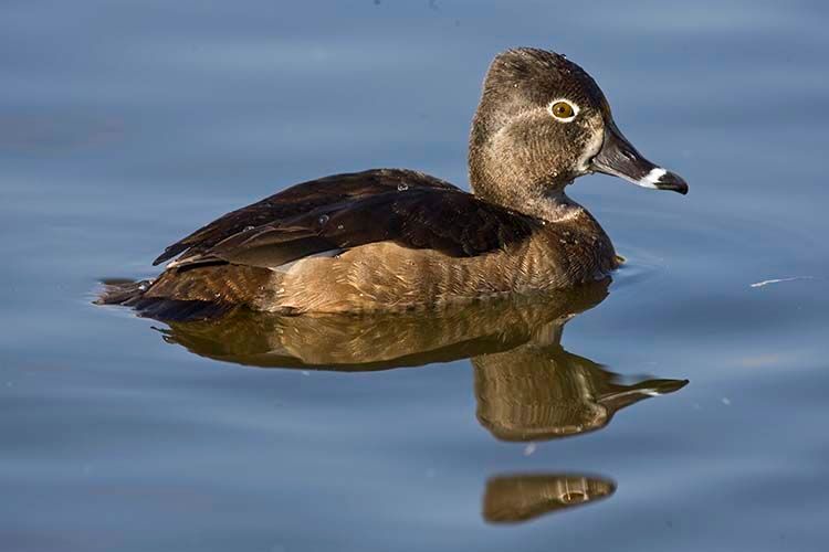 1ringneckduck2.jpg