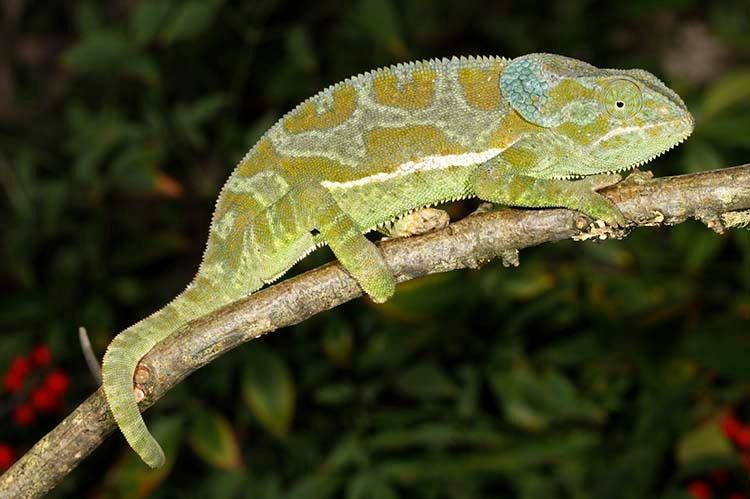 1flapneckchameleon.jpg