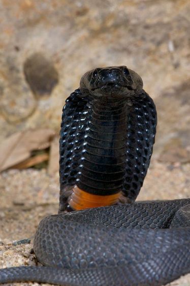 Banded Spitting Cobra