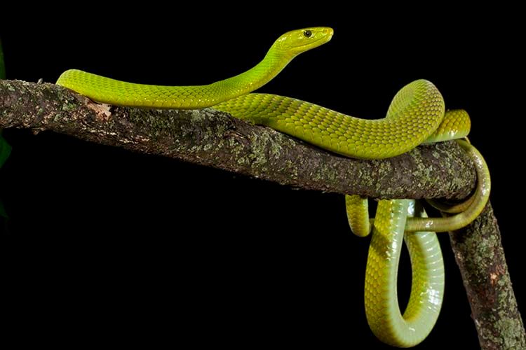 579_1eastafricangreenmamba2.jpg
