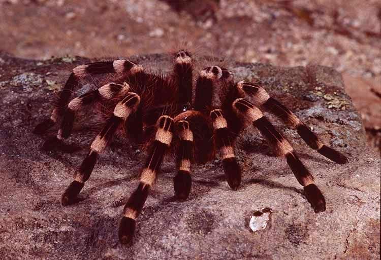 1whitekneedtarantula.jpg