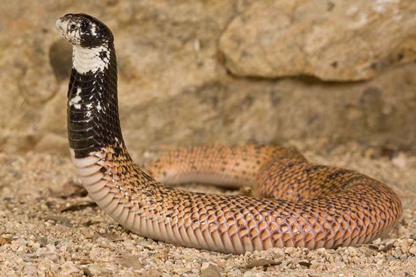 Shield Nose Cobra