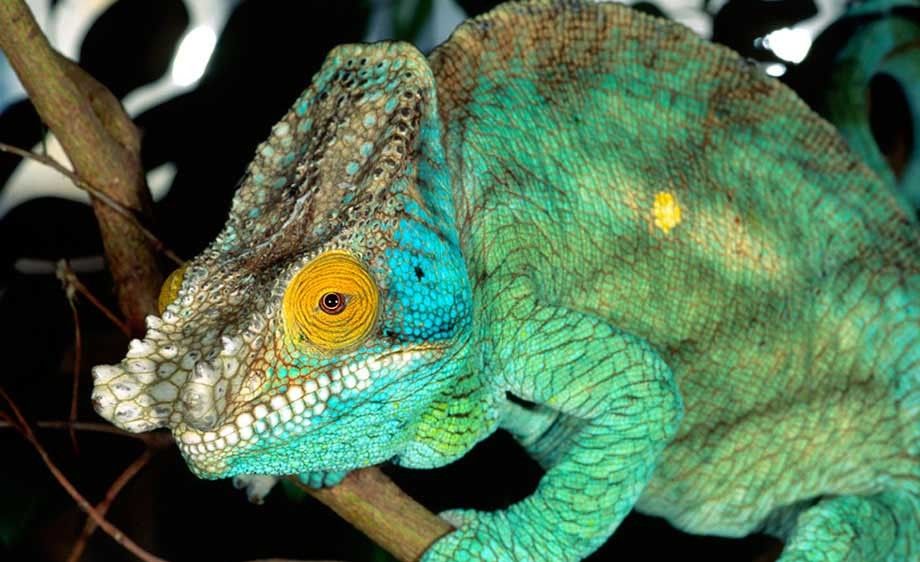 Parson's Chameleon