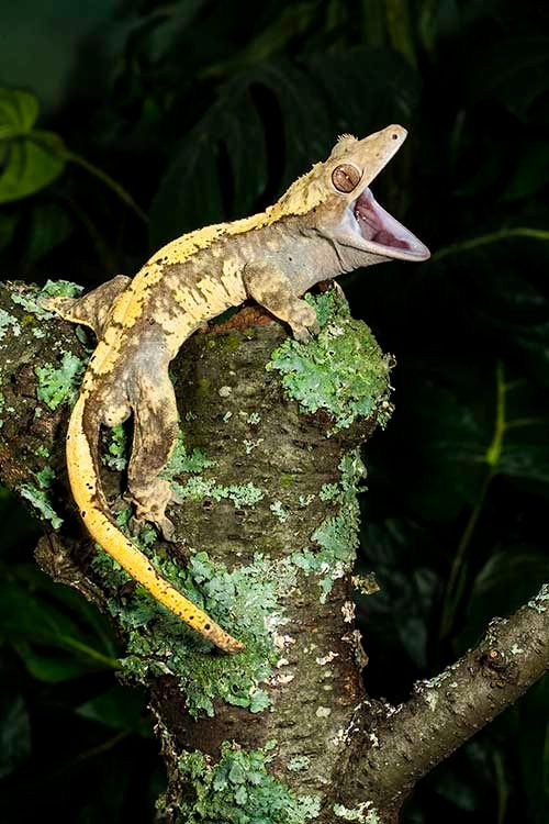 1crestedgecko01.jpg