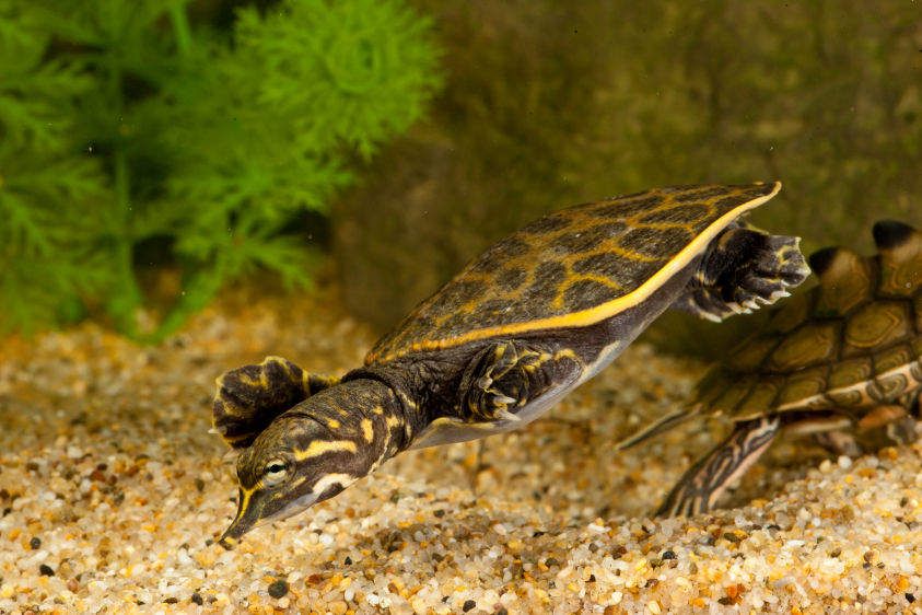 Florida Softshell Turtle