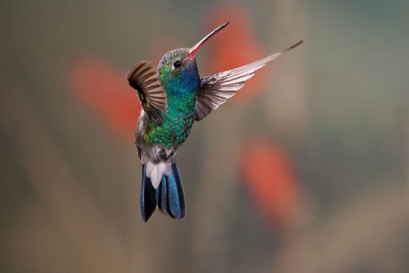 Broad-Billed Hummingbird