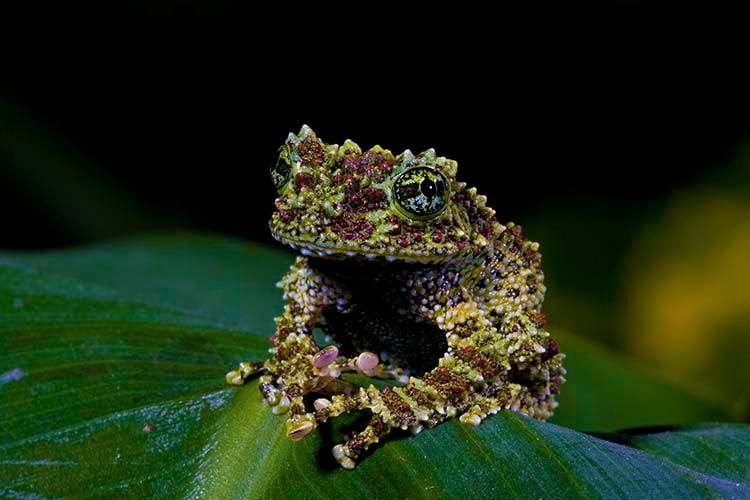 Mossy Treefrog