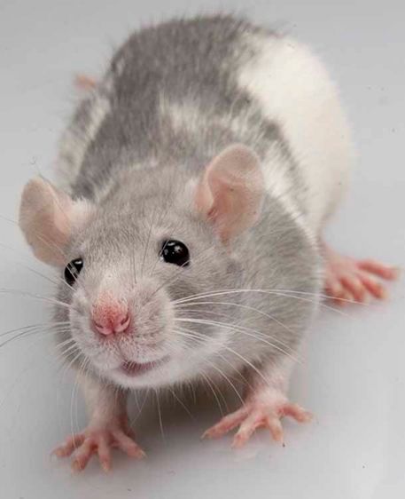 1graywhiterat.jpg