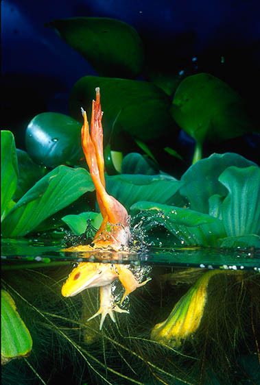 American Bull Frog Albino) Diving