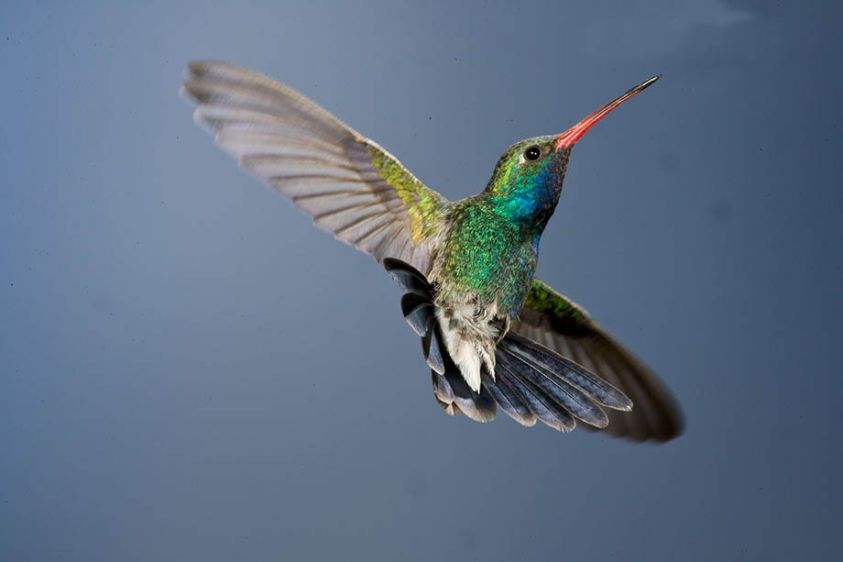 Broad Bill Hummingbird Male