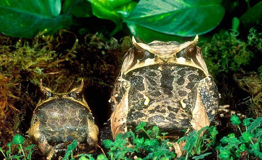 Mallaysian Leaf Frog