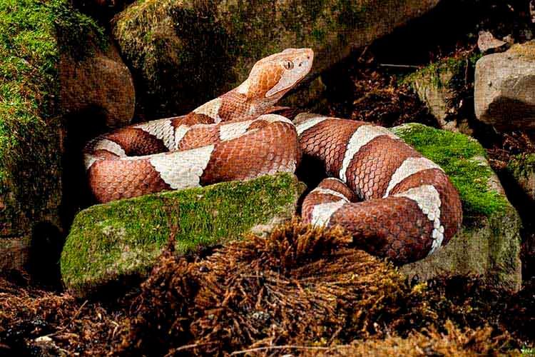 1broadbandcopperhead.jpg