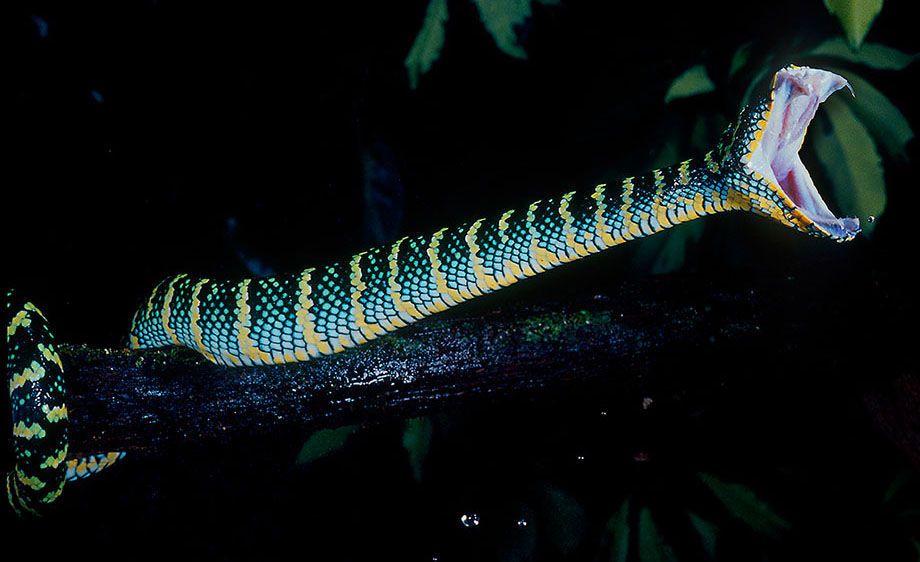 Wagler's Viper Striking