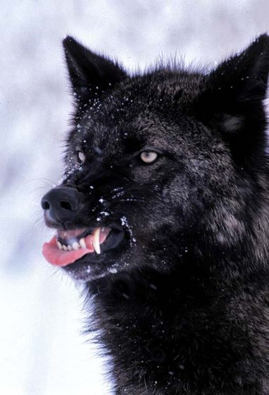 1blackwolfsnarl.jpg