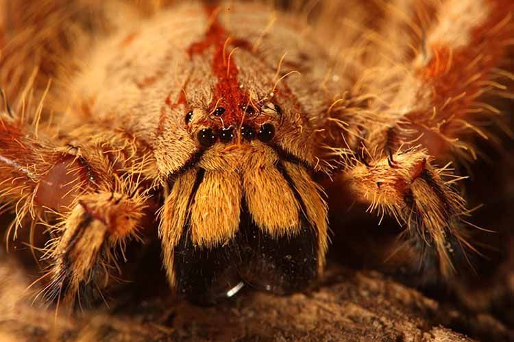 1hairyhuntsman.jpg