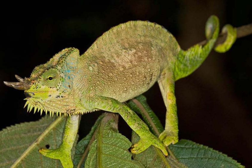 Four Horned Chameleon