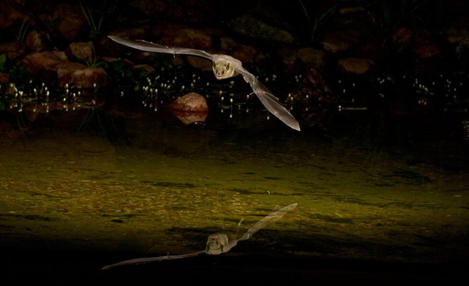 Mexican Long-tongued Bat